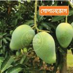 Gopalvogh Mango 20 KG