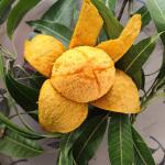 Gopalvogh Mango 20 KG