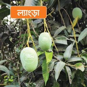 Langra 10 KG